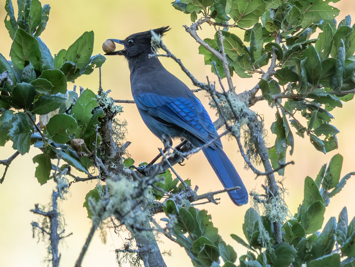 Steller's Jay (Coastal) - ML645127688