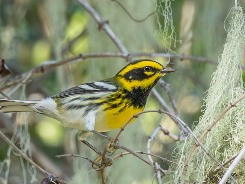 Townsend's Warbler - ML645127692