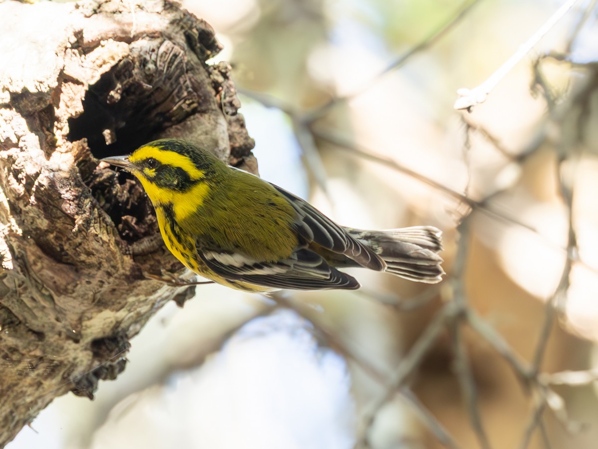 Townsend's Warbler - ML645127693