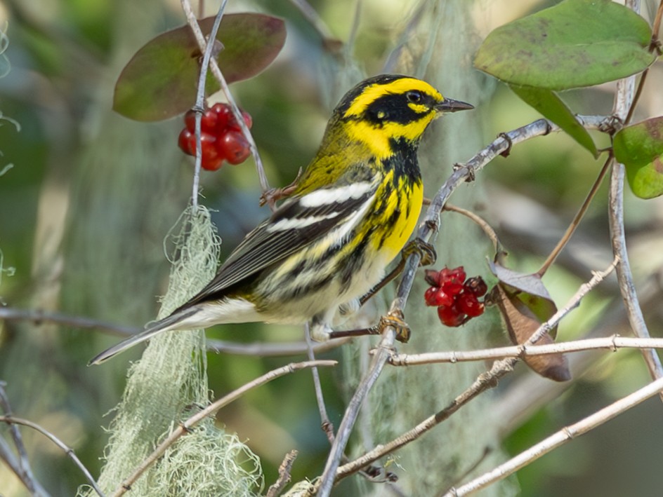 Townsend's Warbler - ML645127694