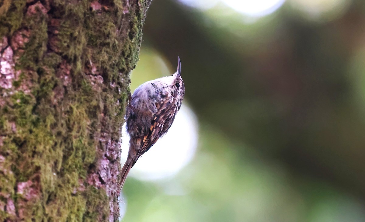 Short-toed Treecreeper - ML645127695