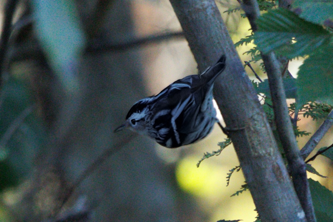 Paruline noir et blanc - ML645127696