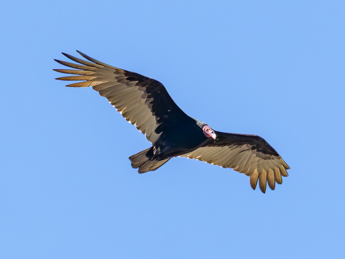 Turkey Vulture - ML645127702