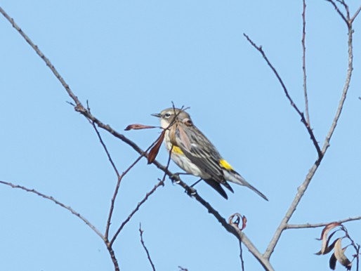 Yellow-rumped Warbler - ML645127707