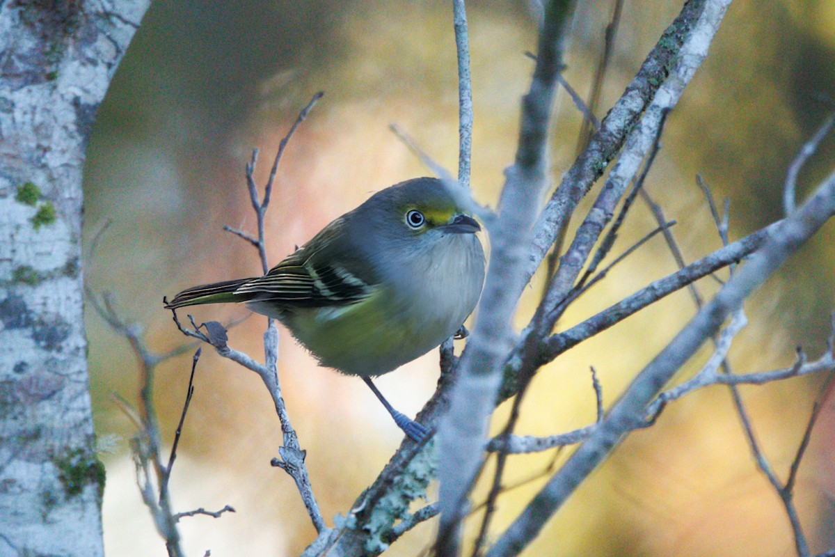 Viréo aux yeux blancs - ML645127708