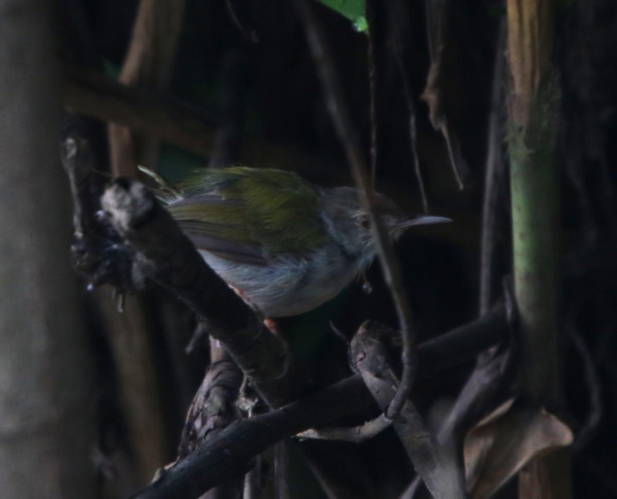 langstjertskredderfugl - ML645127709