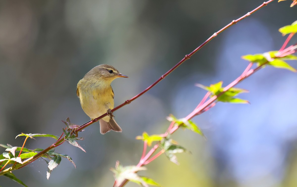 Iberian Chiffchaff - ML645127712