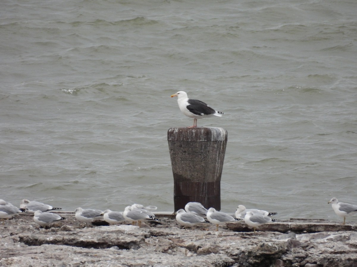 Büyük Kara Sırtlı Martı - ML645127716