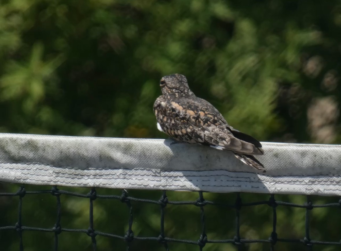 Lesser Nighthawk - ML645127723