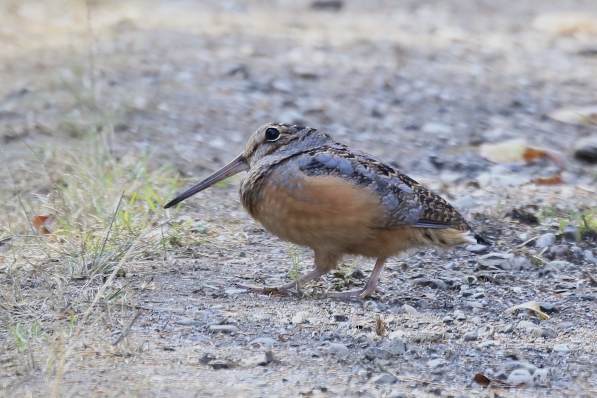 American Woodcock - ML645127724
