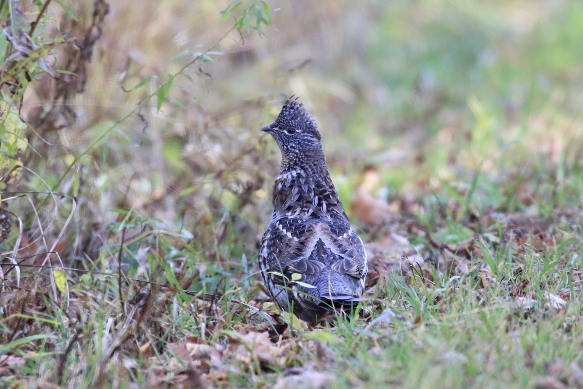 jeřábek kanadský - ML645127730