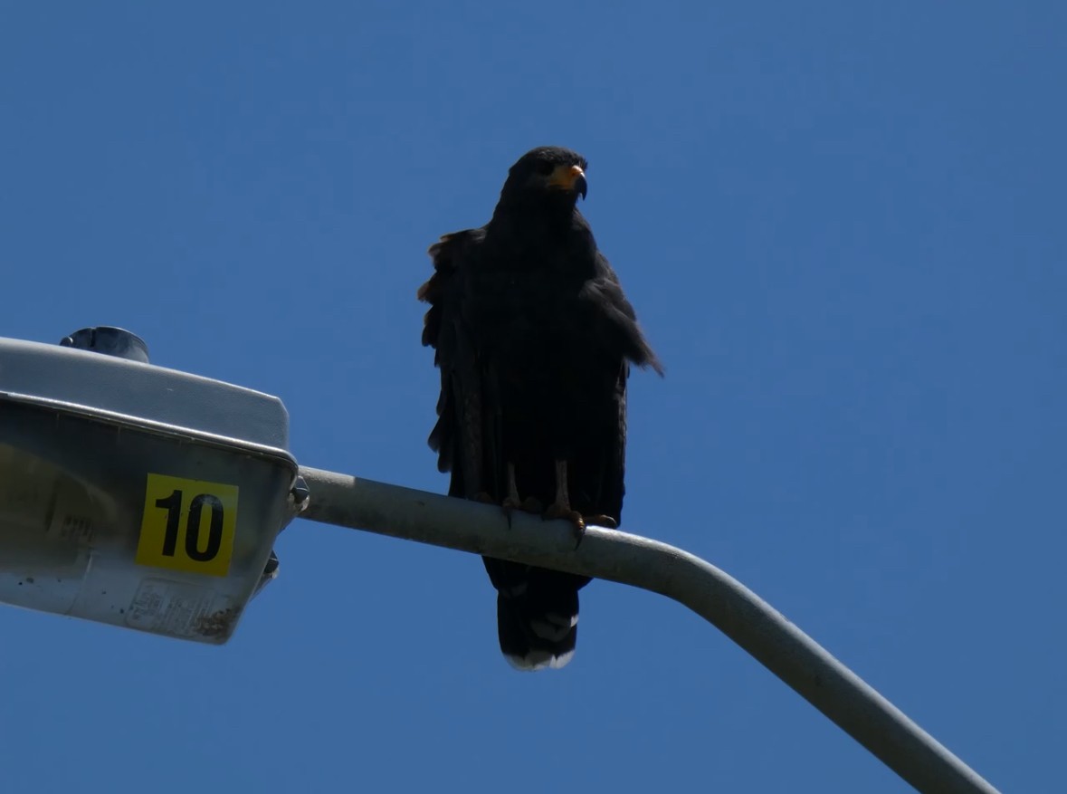 Common Black Hawk - ML645127731