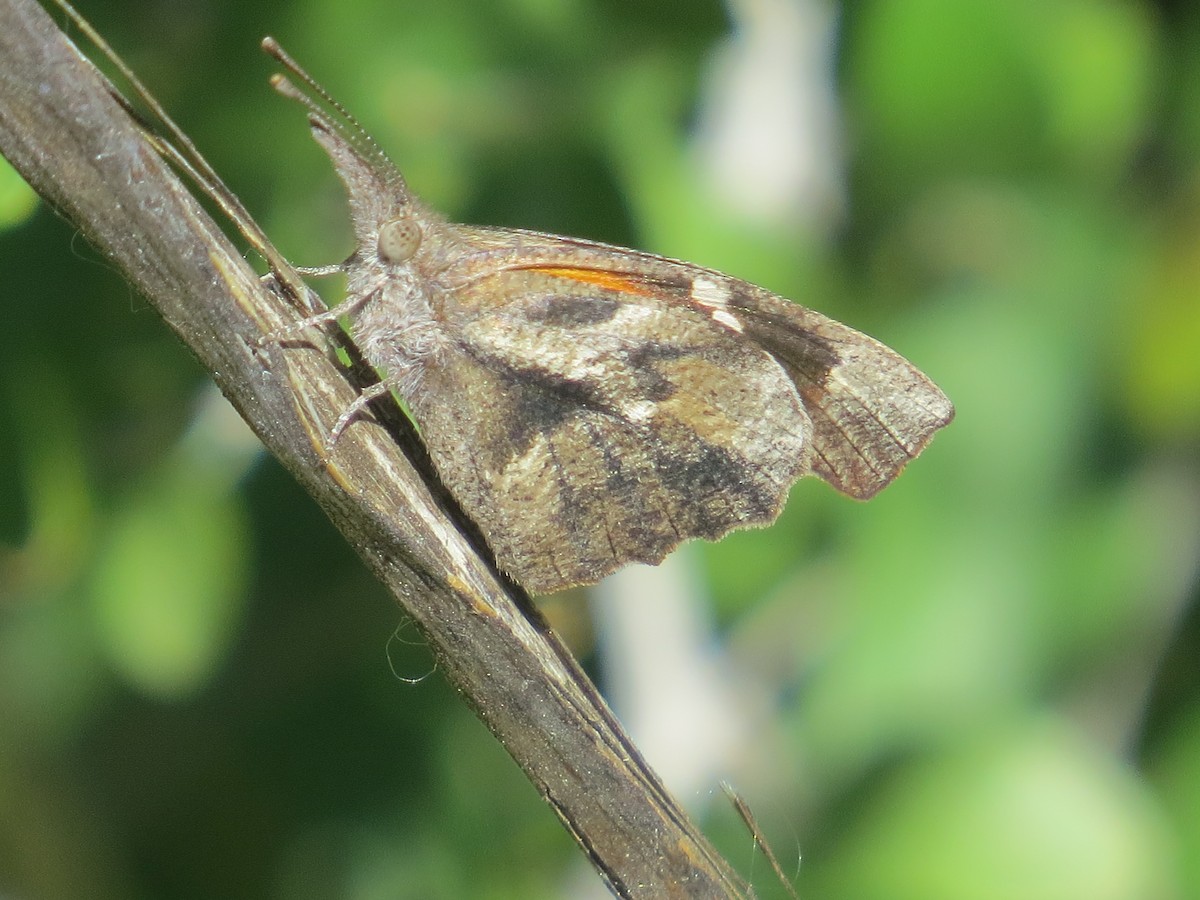 卡麗美喙蝶 - ML645127739