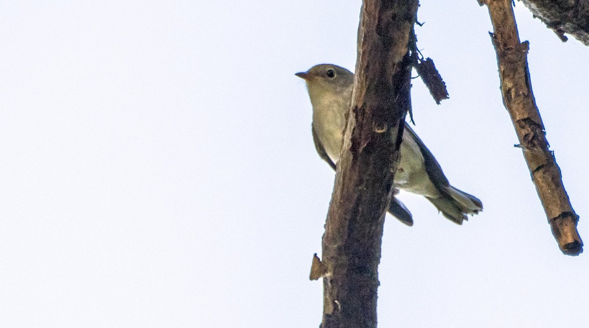 Chestnut-sided Warbler - ML645127773