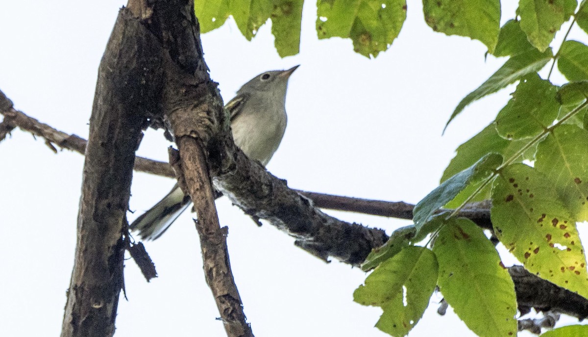 Chestnut-sided Warbler - ML645127774