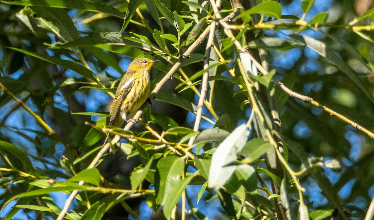 Cape May Warbler - ML645127798
