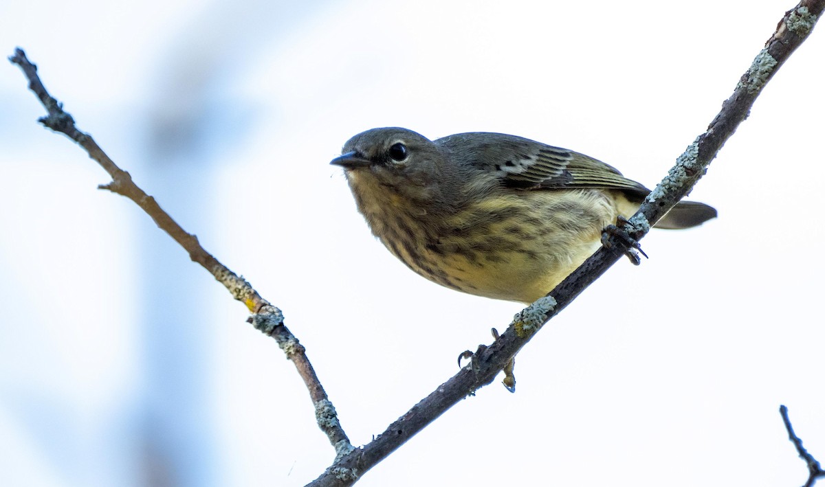 Cape May Warbler - ML645127799