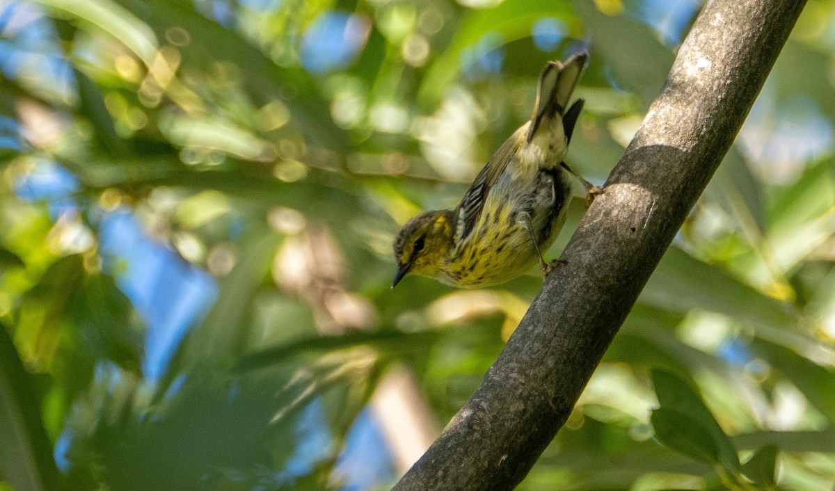 Cape May Warbler - ML645127800