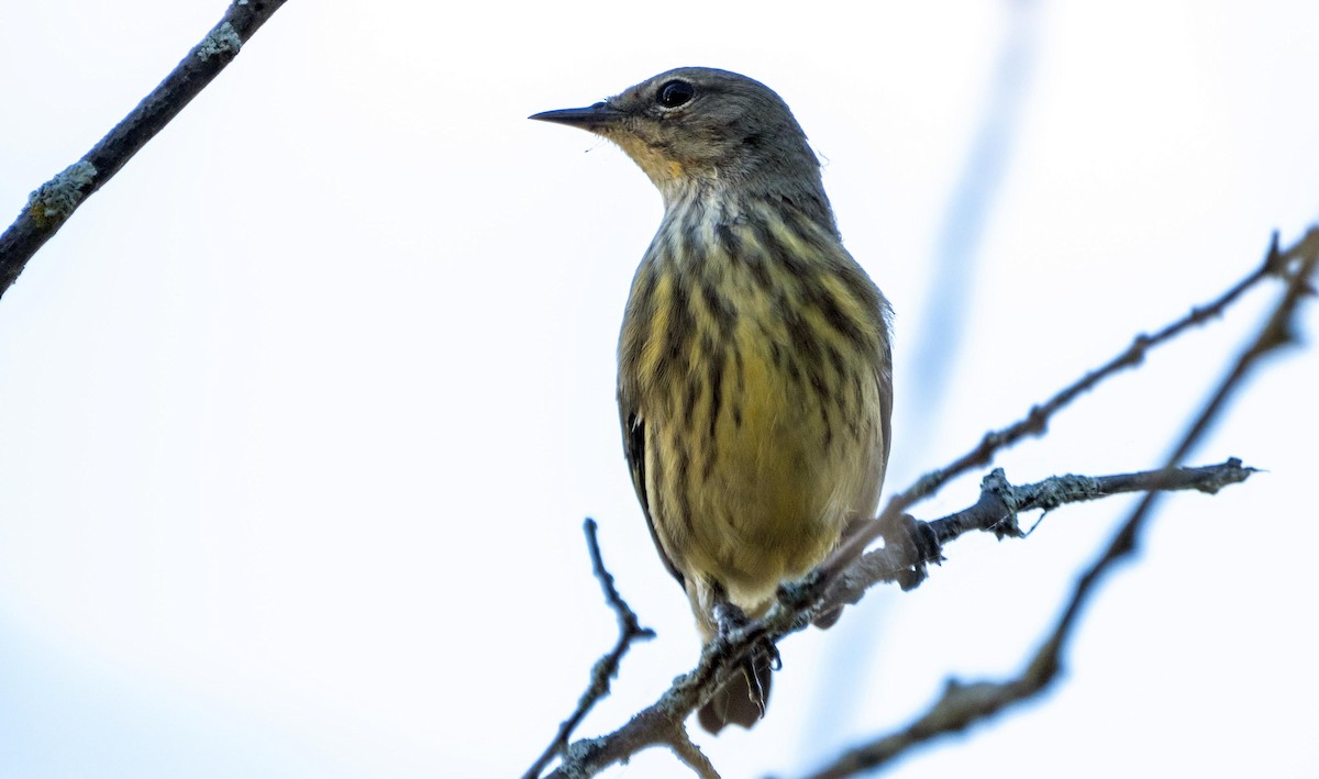Cape May Warbler - ML645127802