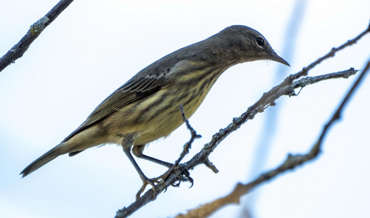 Cape May Warbler - ML645127803