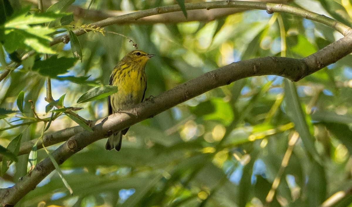 Cape May Warbler - ML645127804