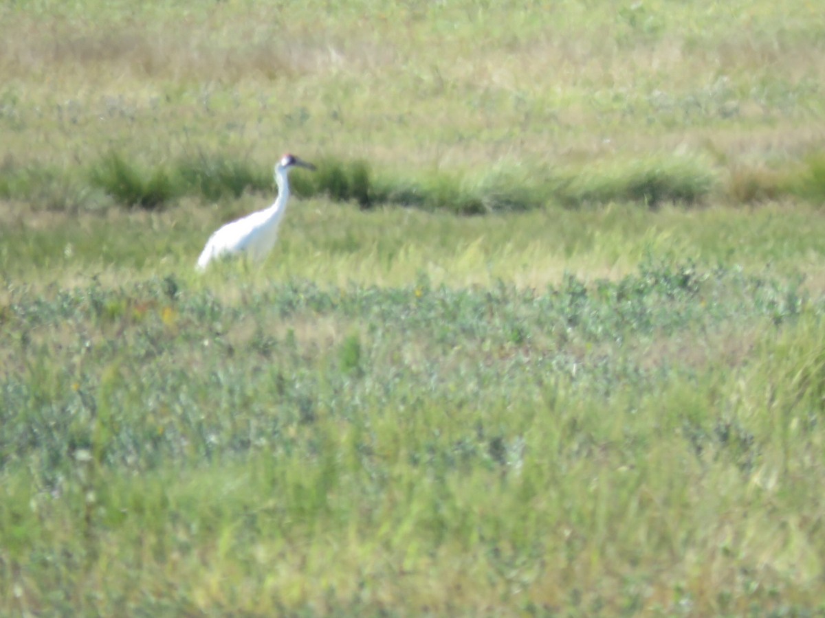 trompettrane - ML645127824