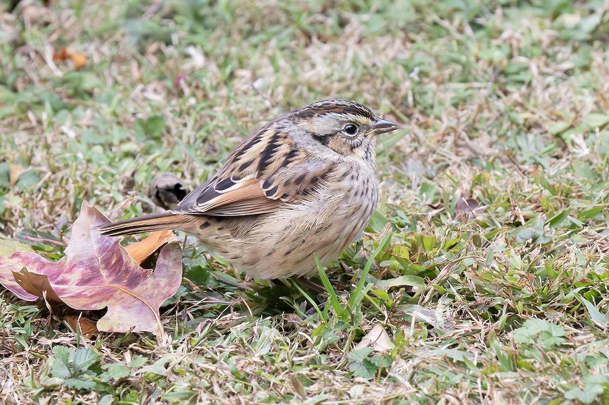 Bataklık Serçesi - ML645127826