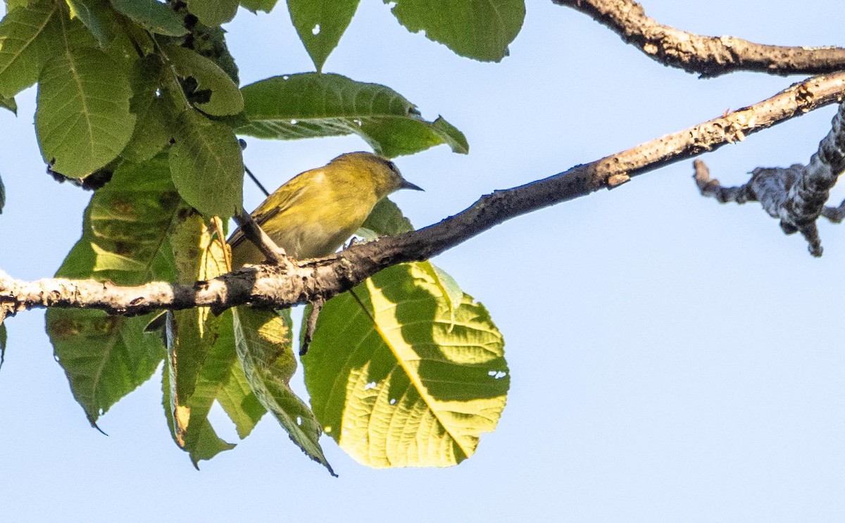 Tennessee Warbler - ML645127830