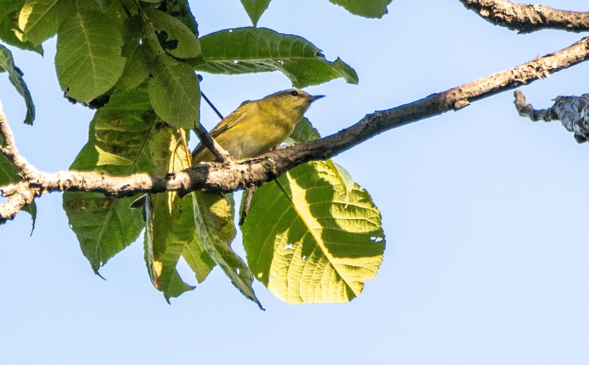 Tennessee Warbler - ML645127831