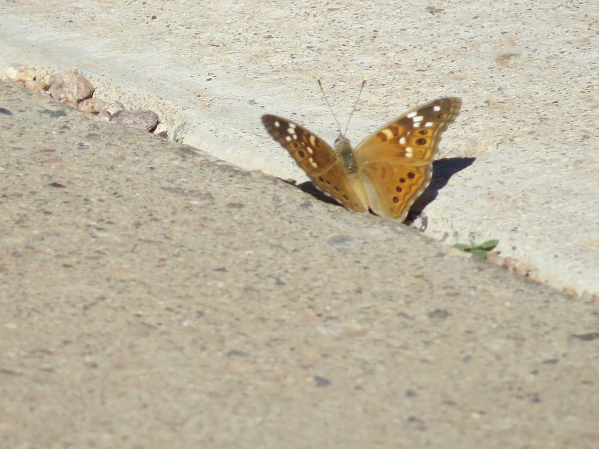 Empress Leilia - ML645127854