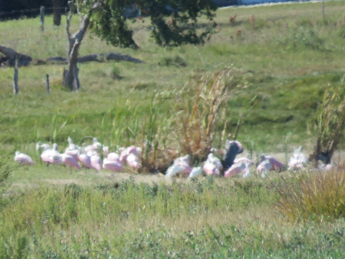 Roseate Spoonbill - ML645127867