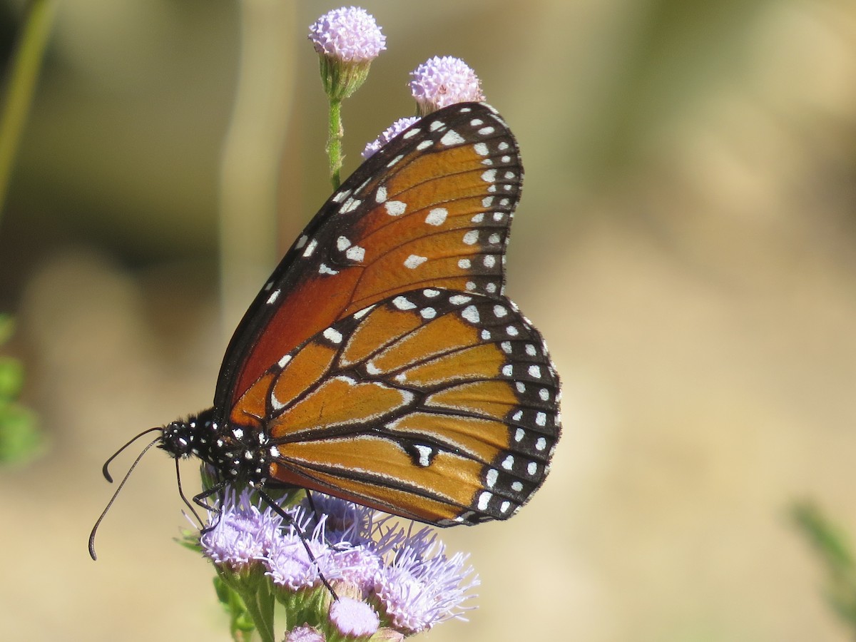 女王斑蝶 - ML645127898