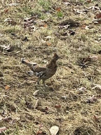 jeřábek kanadský - ML645127904