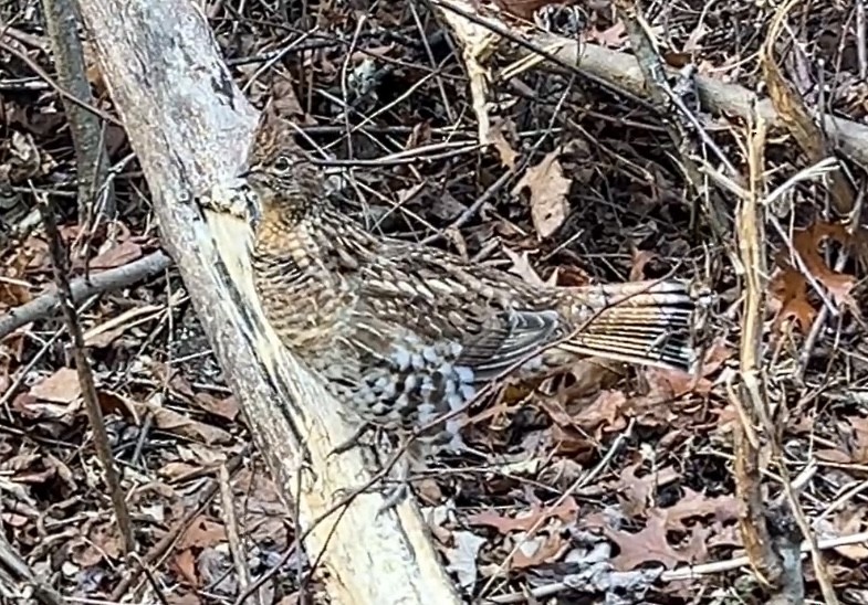 jeřábek kanadský - ML645127905