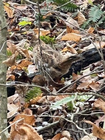 jeřábek kanadský - ML645127906