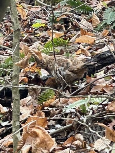 jeřábek kanadský - ML645127907