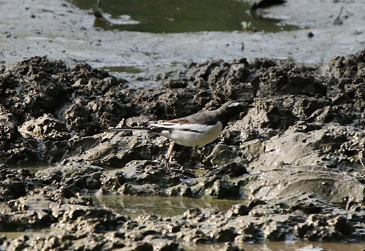 Bergeronnette indienne - ML645127923