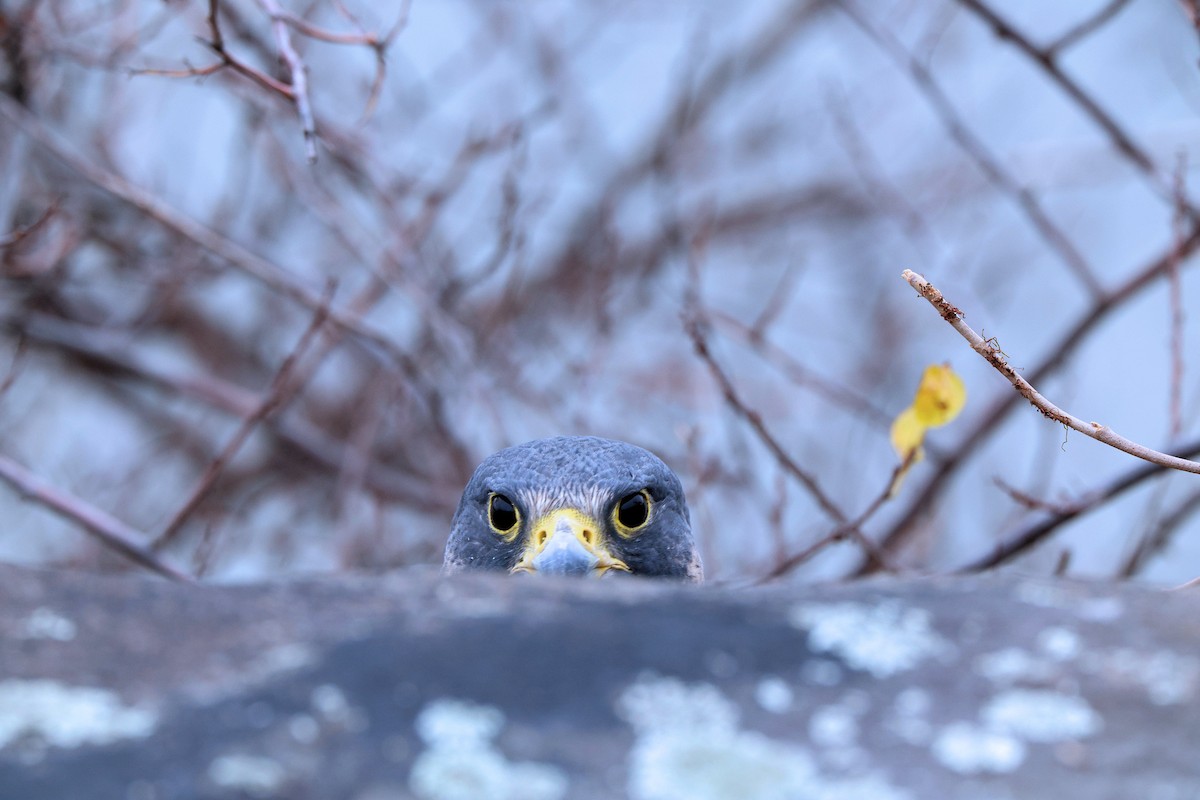 Peregrine Falcon - ML645127931