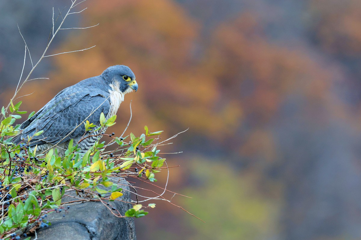 Peregrine Falcon - ML645127946