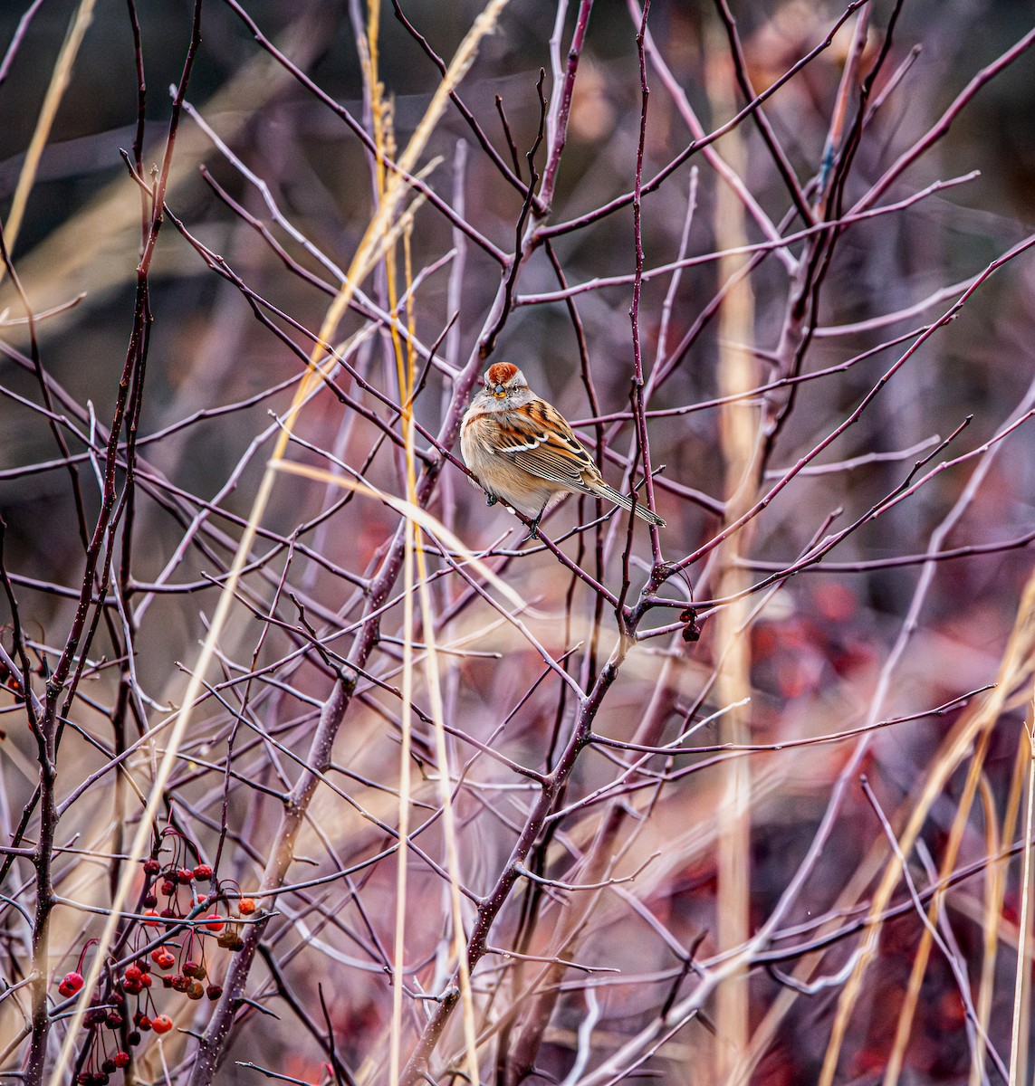 American Tree Sparrow - ML645127951