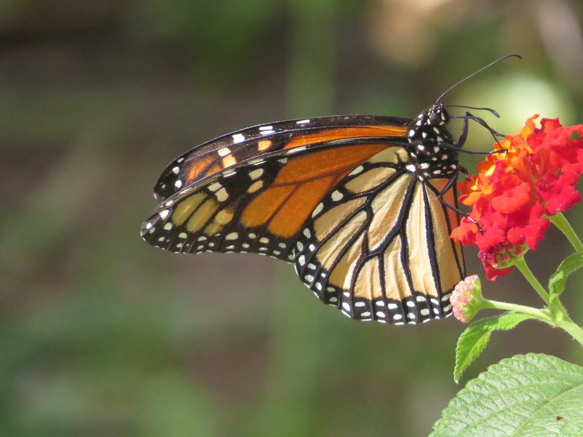 帝王斑蝶 - ML645127965