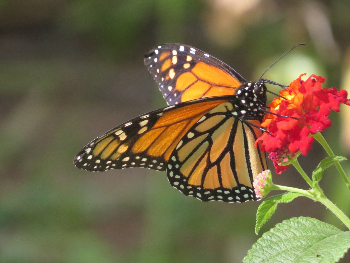 帝王斑蝶 - ML645127966