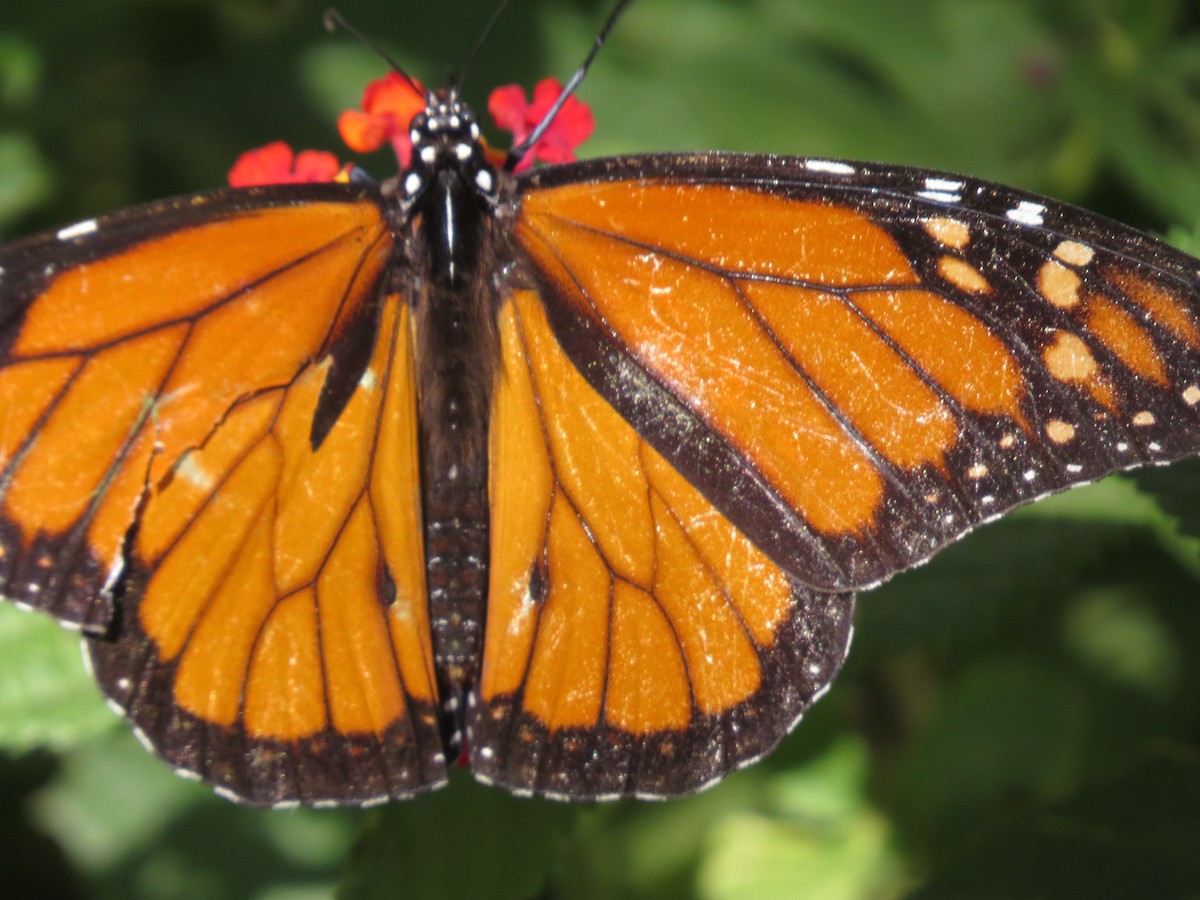 帝王斑蝶 - ML645127967