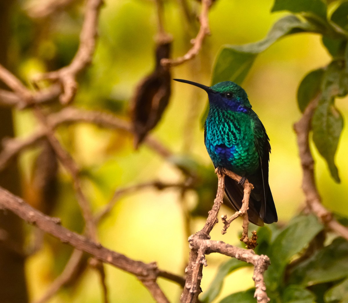 fiolørekolibri - ML645127982