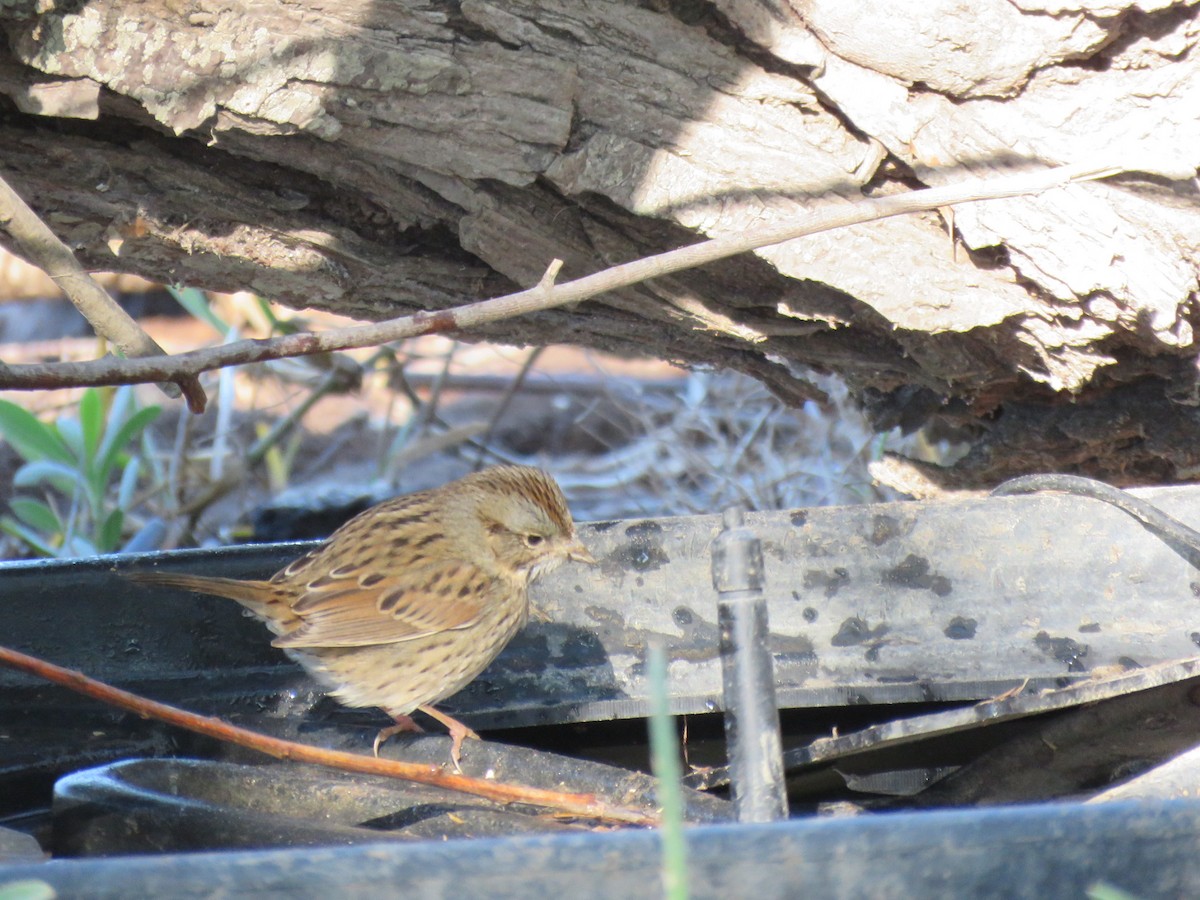 Lincoln's Sparrow - ML645128005