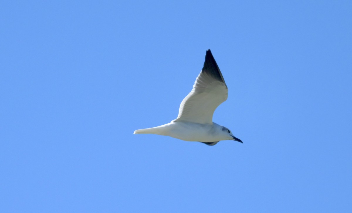 ワライカモメ - ML645128024