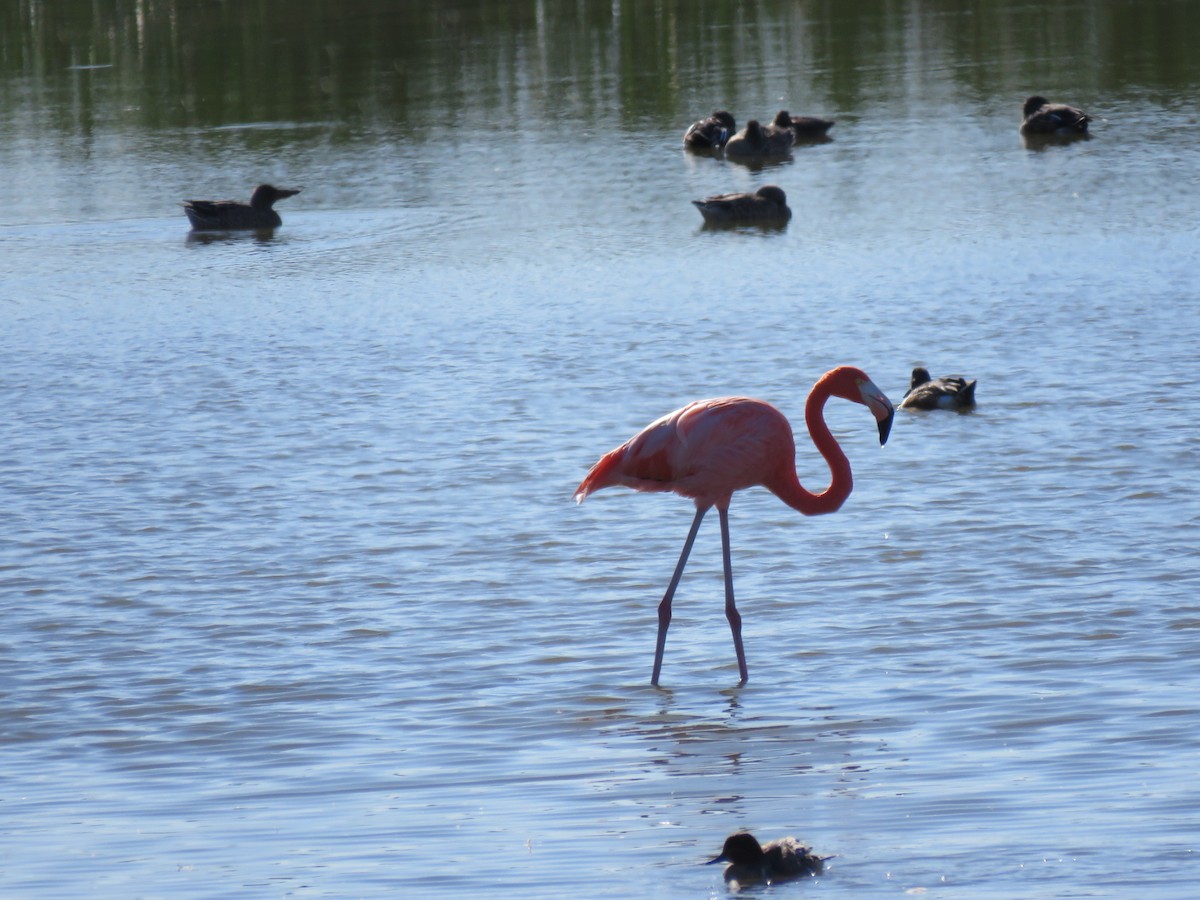 American Flamingo - ML645128036