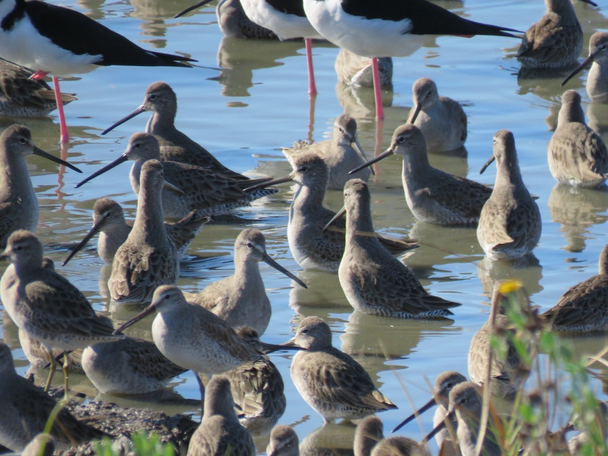 Long-billed Dowitcher - ML645128073