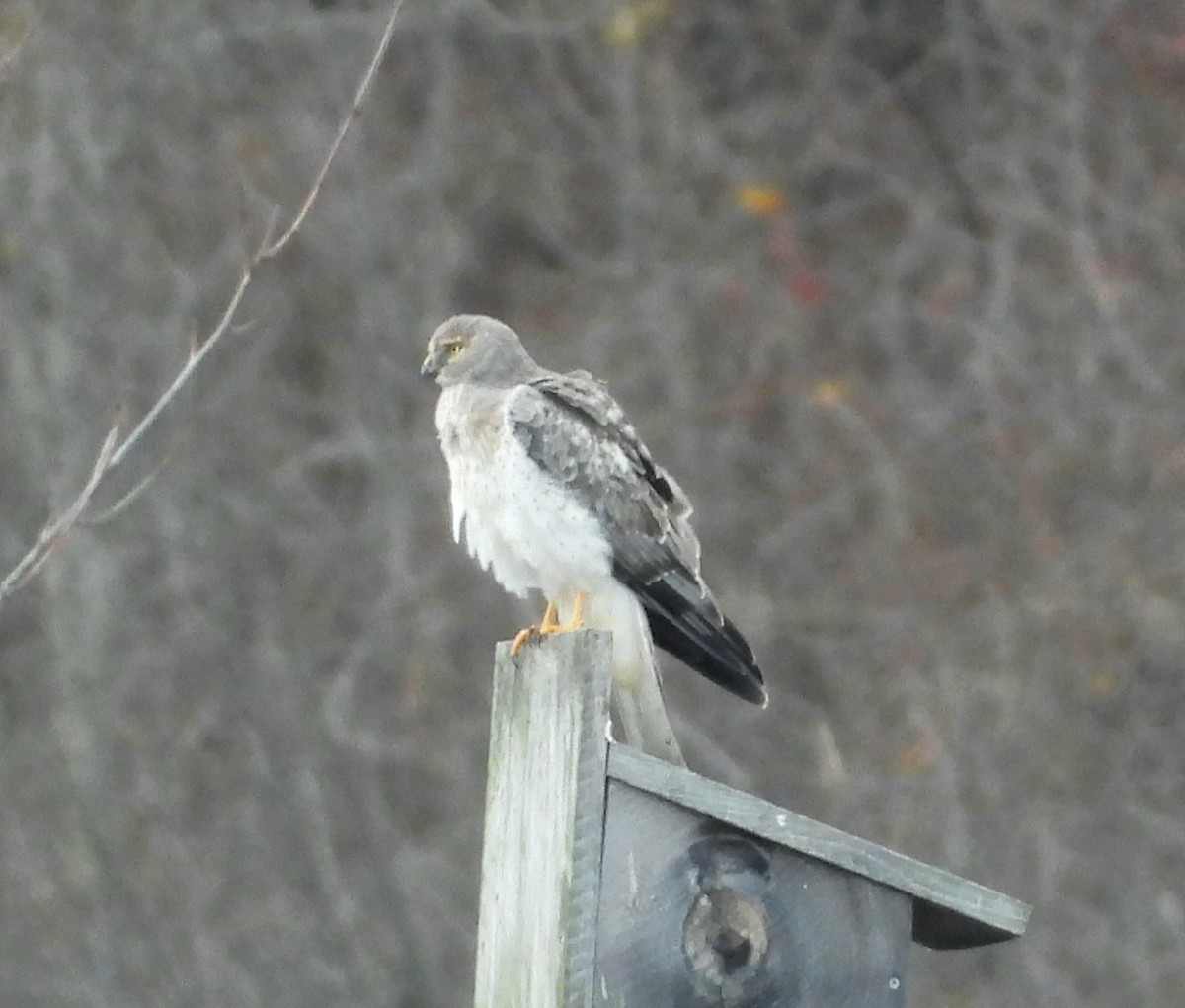 Northern Harrier - ML645128084