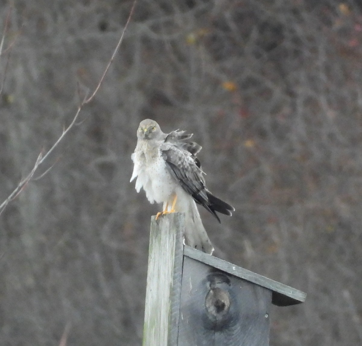 Northern Harrier - ML645128100